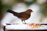 Female Blackbird on snow covered bird table