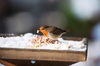 Robin on snow covered bird table