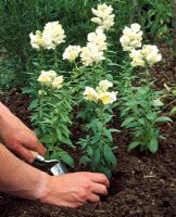 Planting out Antirrhinum 'Chartreuse'  
