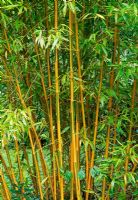 Phyliostachys bambusoides 'Castillonis' 