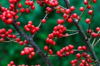 Ilex verticillata - Holly berries