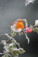 Erithacus rubecula - Robing perching amongst frosted holly berries