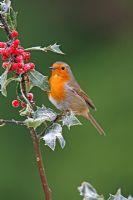 Erithacus rubecula - Robing perching on  frosted holly branch