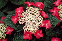 Hydrangea macrophylla 'Lady in Red'