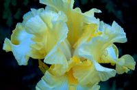 Iris 'Lemon Brocarde'