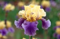 Iris 'Edith Wolford' - Tall Bearded iris