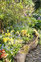 Spring borders with Myosotis,
Primula veris and natural bark edging - Orchard House, Yorkshire