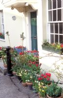 Front door surrounded by spring flowering bulbs in pots - Ivy House Garden, Dorset
