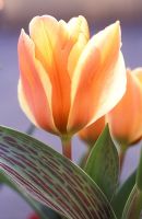 Tulipa 'Corsage'