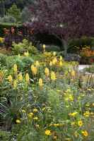 Kniphofia 'Bees Sunset' with Coreopsis 'Schnittgold' and Heleniums and cannas in background with hedge and mature tree at RHS Rosemoor Square Garden.