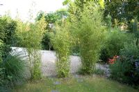 Phyllostachys 'Aurea' in suburban garden - Richmond, Surrey