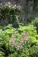 Walled garden with Rosa, Astrantia major, fennel, Digitalis and box edging - Narborough Hall