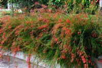 Russelia equisetiformis - Botanical Garden, La Gomera, Canary Islands in January