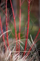 Cornus alba 'Sibirica' stems with ornamental grasses in winter
