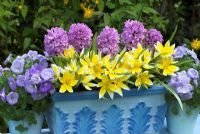 Hand painted spring windowbox and pots planted with Tulipa 'Tarda,' Hyacinthus 'Purple Sensation' and Campanula