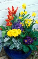 Mixed spring container - Narcicuss 'Tete a Tete', Tulipa 'Pinocchio', Ranunculas, Primulas, Cineraria 'Silver Dust and Hyacinthus