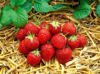 Fragaria x ananassa 'Elsanta' - Harvested strawberry