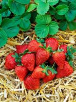 Fragaria x ananassa 'Cartuno' - Harvested strawberries