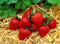 Fragaria x ananassa 'Driscoll San Juan' - Harvested strawberries