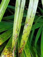 Fungal leaf spot on Trachycarpus sp.chusan palm