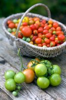 Tomato harvesting in late summer. Willow basket filled with red and green tomatoes.
