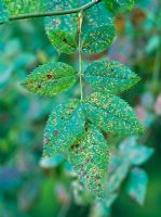 Pharagmidium sp - Rose rust on upper leaf surface