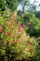 Fuchsia magellanica - Bridget McCrum's garden at Hamblyn's Coombe, Devon