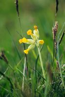 Primula veris - Cowslip with Spring sedge