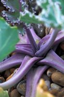 Crambe maritima - Purple stems of Sea Kale