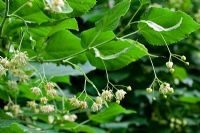 Tilia platyphyllos - Flowers, fruits and leaves of Lime of Holland