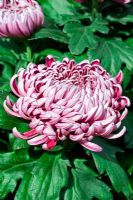Chrysanthum 'Rose magnétique' in Autumn