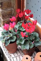 Three different red and pink Cyclamen on windowsill in small terracotta pots in  wire basket