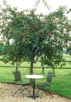 Apple trees and furniture beside the drive - Saltford Farm, Bath, UK