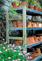 Shelves of terracotta pots with Aster in foreground - Saltford Farm, Bath, UK
