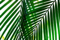 Oreodoxa Regia - Royal palm tree leaves 