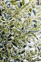 Ilex aquiflorium elegantissima - Variegated holly in the snow