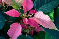 Euphorbia pulcherrima 'Spotlight Pink'