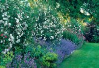 Avenue of French Rosa 'Felicite Perpetue' under planted with Nepata and Alchemilla mollis - Tipton Lodge, Devon, UK