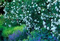 French Rosa 'Felicite Perpetue' under planted with Nepeta and Alchemilla mollis - Tipton Lodge, Devon, UK