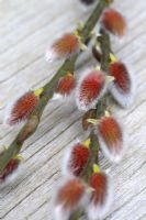 Salix - Pussy willow