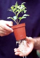Potting up rooted Dahlia cutting
