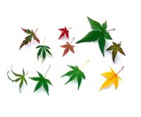 Acers - Clockwise - atropurpureum 'Butterfly', 'Beni-hime', 'Chishio', heptalobum 'Winter Flame', atropurpureum 'Coonara Pygmy' and heptalobum 'Kama'