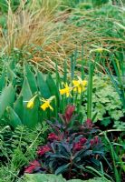 Euphorbia amygdaloides 'Purperea' and Narcissus 'February Gold'