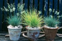 Ornamental grasses in terracotta pots