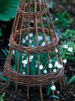 Galanthus 'Diggery' protected by willow cloche