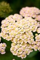 Achillea 'Great Expectations'