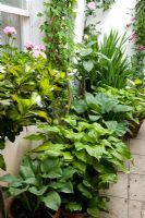 Tiny front yard with potted Hostas and other exotic plants - Richard's Garden, Bellevue Crescent, Bristol, UK