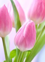 Tulipa - Pink tulips 