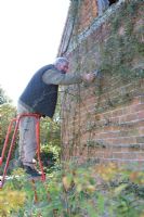 Malcolm Skinner pruning a rose at Eastgrove Cottage garden, Worcestershire