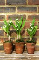 Convallaria majalis - Lily of The Valley in old terracotta pots